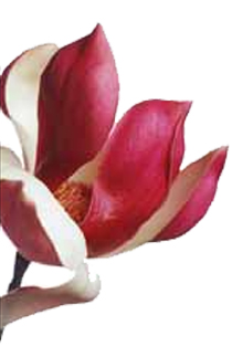 magnolia flower