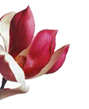 magnolia flower image